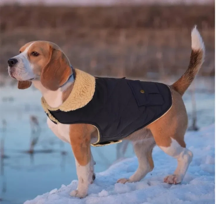 Nowy czarny wiatroszczelny płaszcz dla psa CITÉTOILE rozmiar M z beżowym kołnierzem z baranka zaprezentowany na psie rasy Beagle na śniegu
