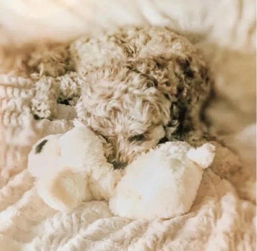 Nowa kremowa maskotka behawioralna Snuggle Puppy z mechanicznym czerwonym serduszkiem zasilanym bateriami i jednorazowym wkładem rozgrzewającym Heat Pack przy oryginalnym pudełku
