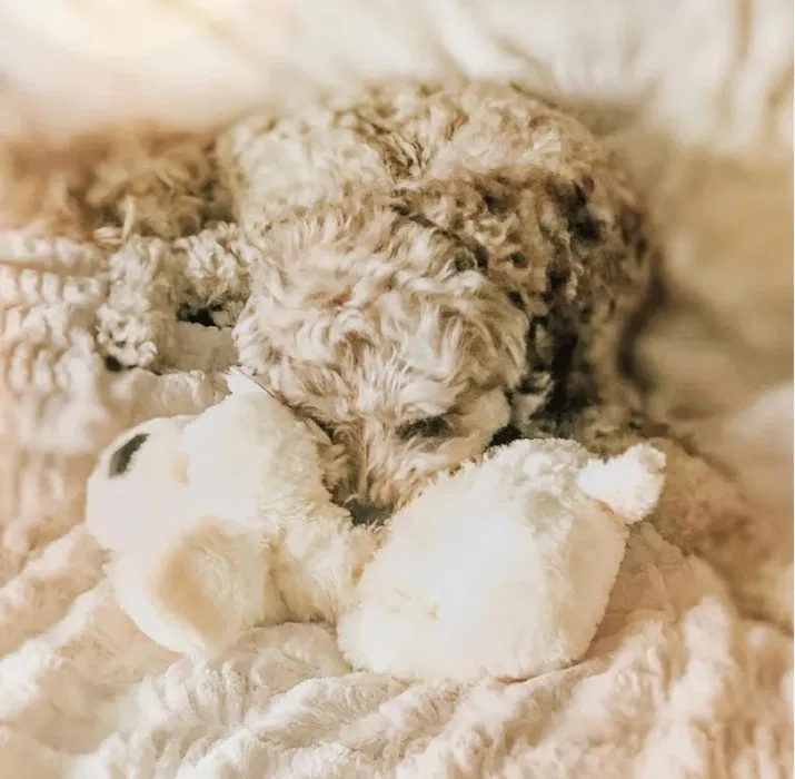 Nowa kremowa maskotka behawioralna Snuggle Puppy z mechanicznym czerwonym serduszkiem zasilanym bateriami i jednorazowym wkładem rozgrzewającym Heat Pack przy oryginalnym pudełku